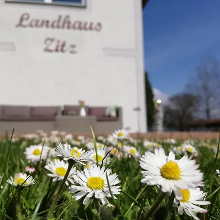 Zitz *